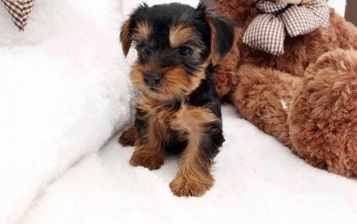 😋 Gorgeous Little yorkie puppies shots, dewormed & potty 