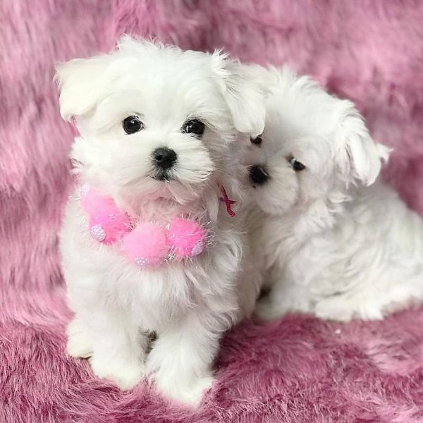 Beautiful Maltese puppies Available
