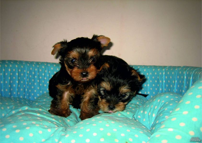 Yorkshire Terrier puppies