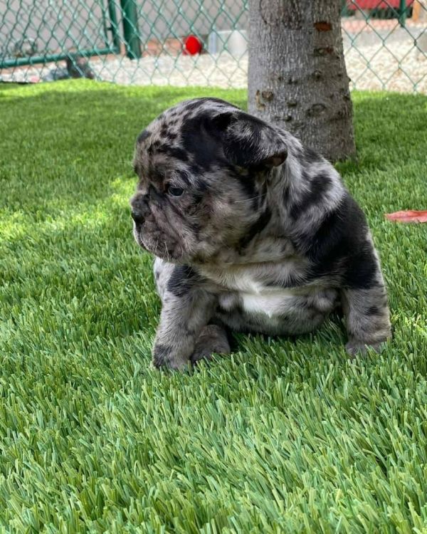 English Bulldogs for Rehoming boy and girl