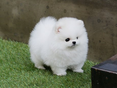 Teacup Pomeranian Puppies Available 