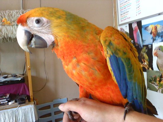 Adorable Scarlet and Camelot Macaws