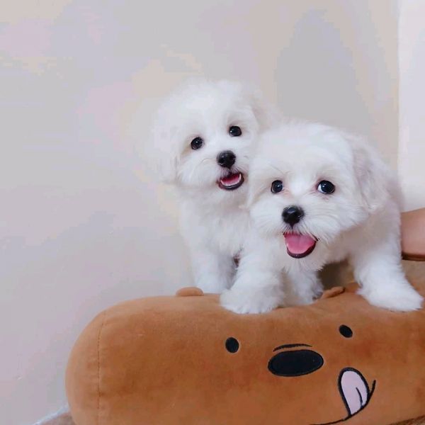 Cute puppies for rehoming