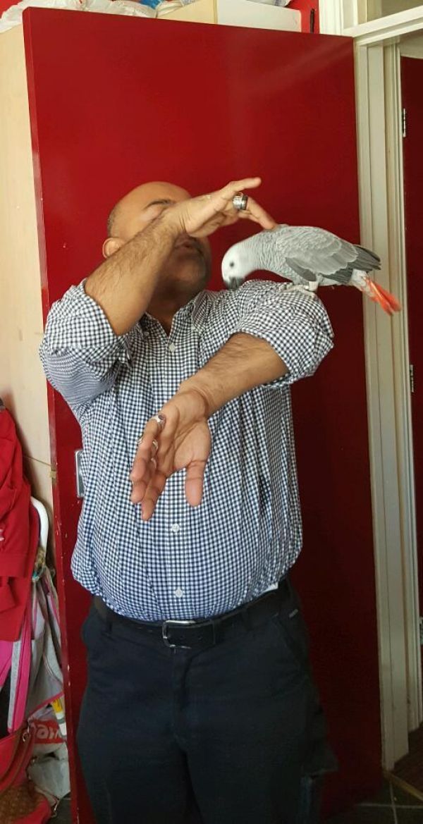African grey parrot in need of a new home