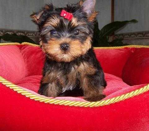 Healthy and adorable Yorkie puppies available. 