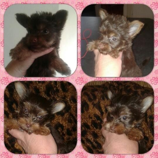 2 YORKIE PUPPIES AVAILABLE FOR SALE...Email or text.7707568621