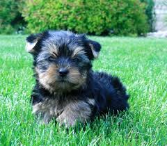Yorkshire terrier puppy for a caring family
