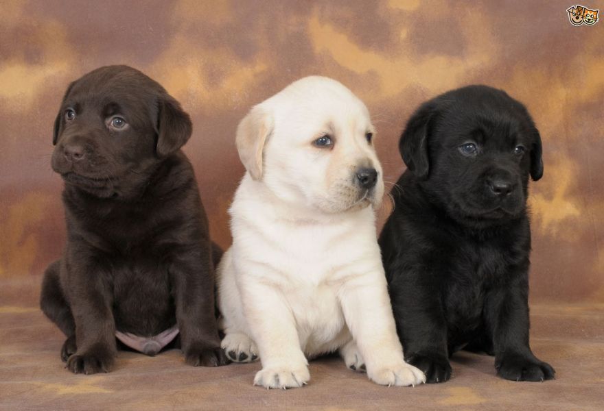 Beautifull Labrador Puppies