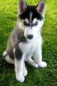 Siberian Husky puppies for free home.