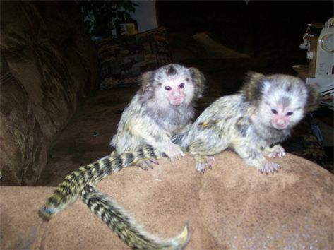Babies pygmy marmoset Capuchin monkeys for sale 