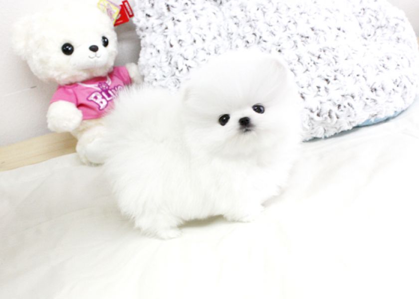 Pomeranian Puppies For Sale 