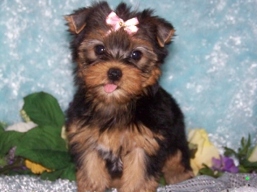 Lovely Yorkies Puppies Available