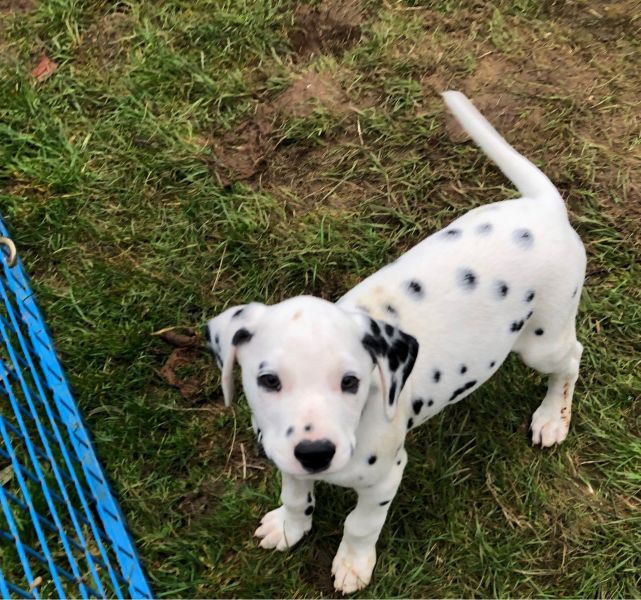 Beautiful Dalmatian Puppies For Sale..whatsapp me at: +447418348600