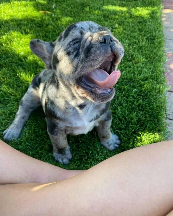 English Bulldog Puppies For Adoption