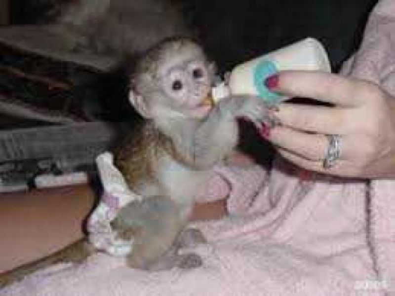 Cute baby capuchin monkey for adoption