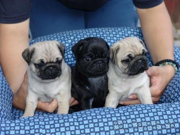 Healthy male and female pug puppies ready to leave
