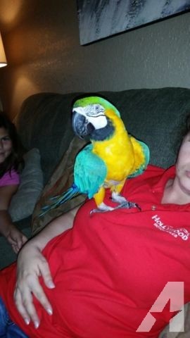 Talking Pair of Blue and Gold Macaw Parrots for sale to a good pet loving home,