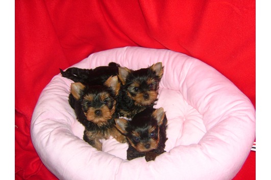 Cute Yorkie puppies still Available to Good Home..