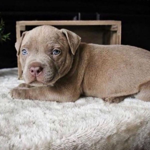  Beautifull Pitbull Puppies Available