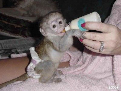 Cute baby capuchin monkeys for X-mas adoption