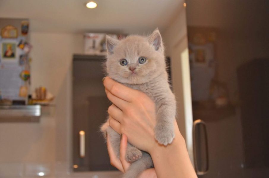 Bi Colour And Blue British Shorthair Boys For New Loving Homes