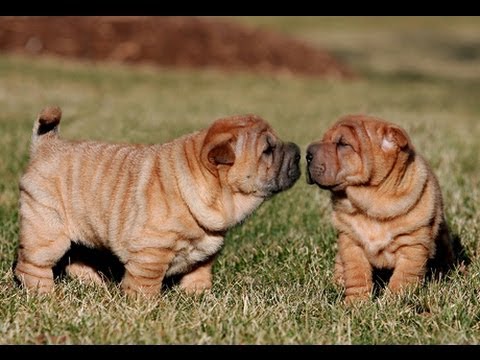 Shar Pei puppies