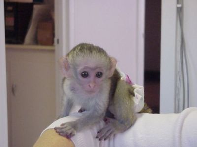 Cute and adorable baby capuchin monkeys for adoption