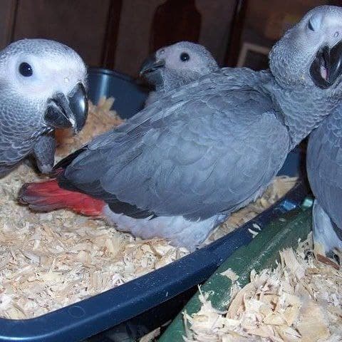 Playful african grey and macaw parrots 