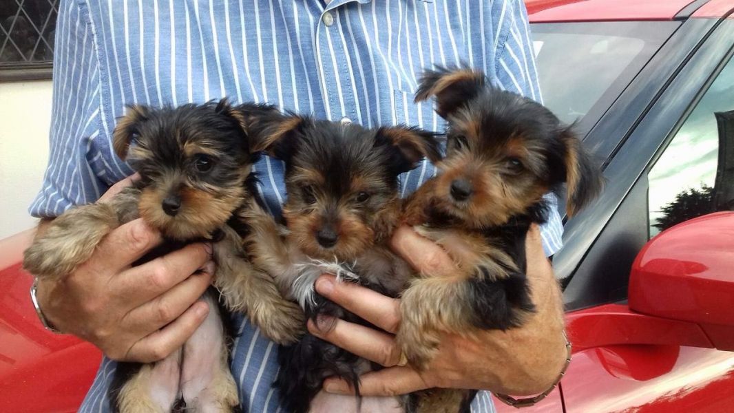 Yorkshire Terrier Puppies Ready