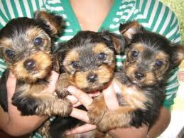 Yorkie Babies!! Boys and Girls! All Sizes