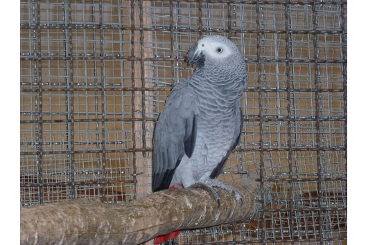 Male and Female African Gray Parrots