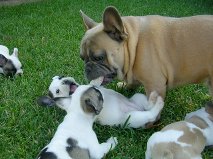 Top Quality And Healthy French Bulldog Pups For Adoption