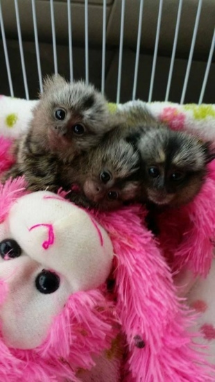 Home raised monkey babies
