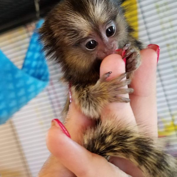 Capuchin/Marmoset monkeys for sale.Whatsapp/Viber +48785742139