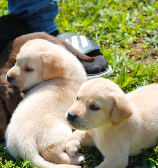 Chunky Labrador Puppies..whatsapp me at: +447418348600