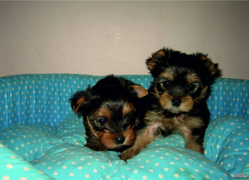 Cute Yorkie puppies Still Available for Adoption