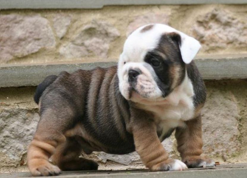 English Bulldog Puppies for Good Homes