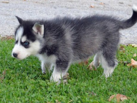 Well Trained Siberian Husky Pups For Adoption