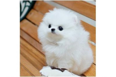 Beautiful male and female Pomeranian puppies for x-mas