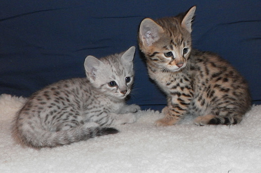 3 Savannah Kittens for Adoption